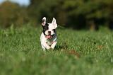 BOULEDOGUE FRANCAIS 1227